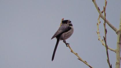 Long-tailed Tit