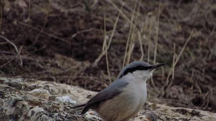 Western Rock Nuthatch