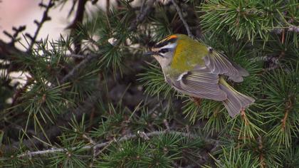 Common Firecrest