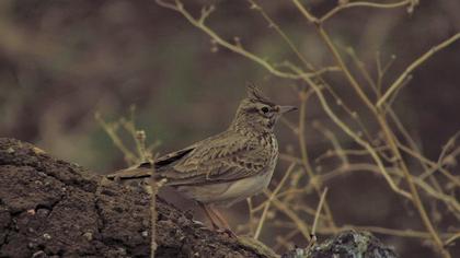 Crested Lark