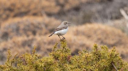 Finsch`s Wheatear