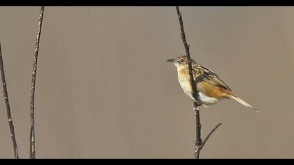 Zitting Cisticola