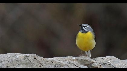 Grey Wagtail