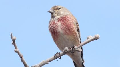 Common Linnet