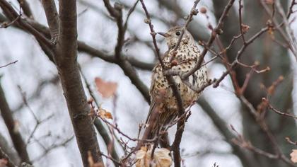 Mistle Thrush