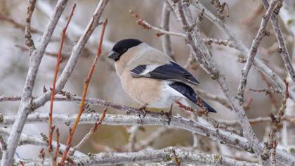 Eurasian Bullfinch