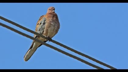 Laughing Dove