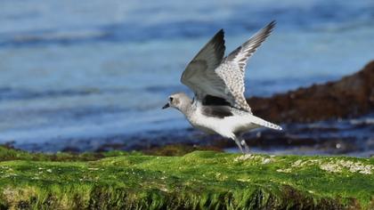 Grey Plover