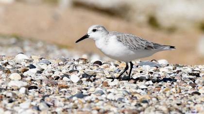 Sanderling