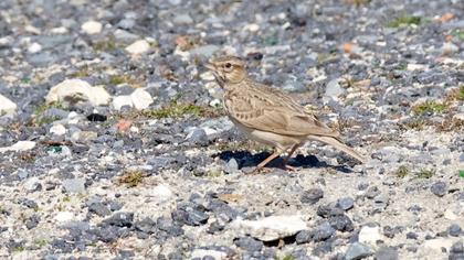 Crested Lark