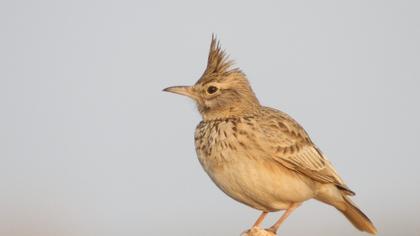 Crested Lark