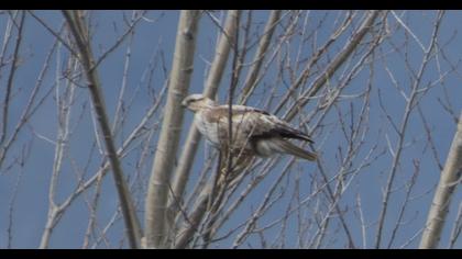 Long-legged Buzzard
