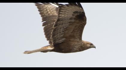 Long-legged Buzzard