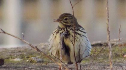 Meadow Pipit