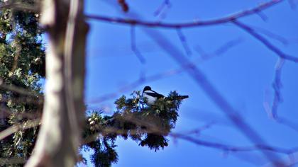 Eurasian Magpie