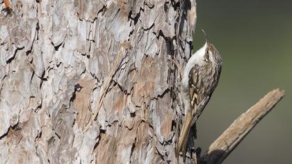 Short-toed Treecreeper