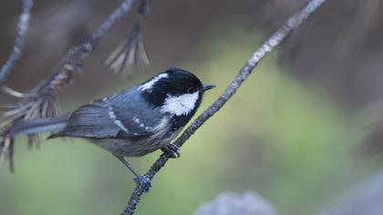 Coal Tit