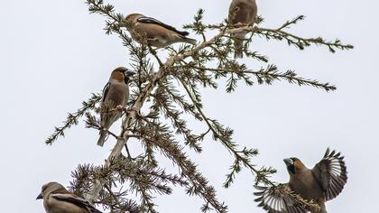 Hawfinch
