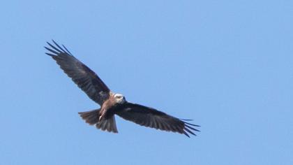 Western Marsh Harrier