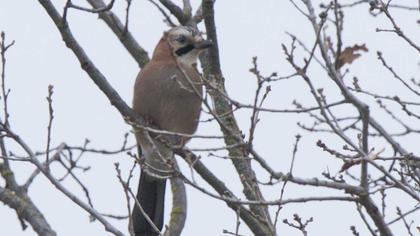 Eurasian Jay