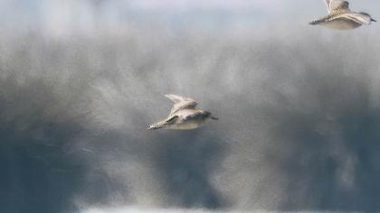 Pacific Golden Plover