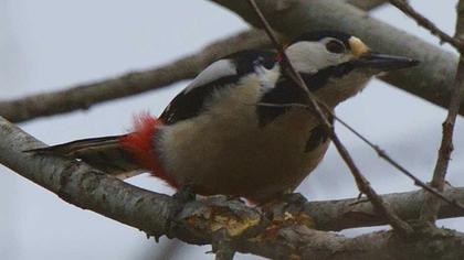 Great Spotted Woodpecker