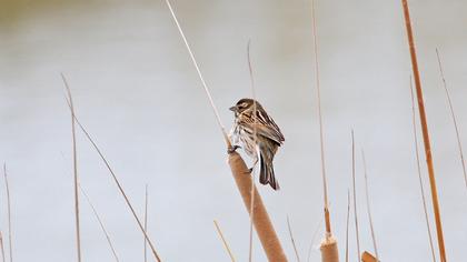 Common Reed Bunting