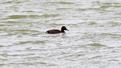 Ferruginous Duck