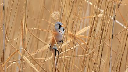 Bearded Reedling