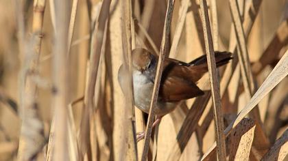 Cetti`s Warbler