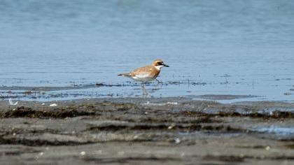 Greater Sand Plover