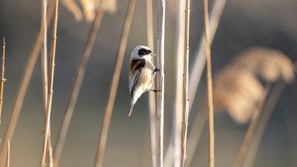 Eurasian Penduline Tit