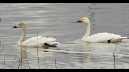 Tundra Swan
