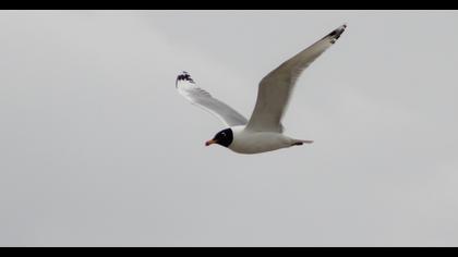 Pallas`s Gull