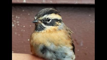 Black-throated Accentor