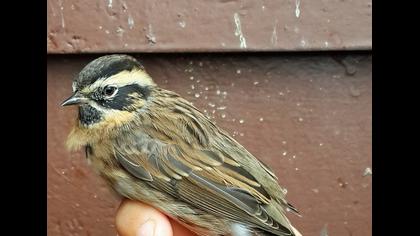 Black-throated Accentor