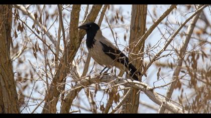 Hooded Crow
