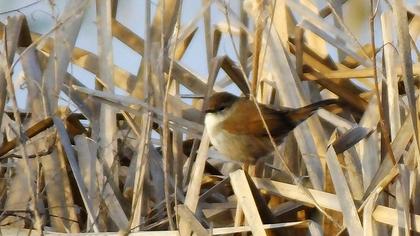 Cetti`s Warbler