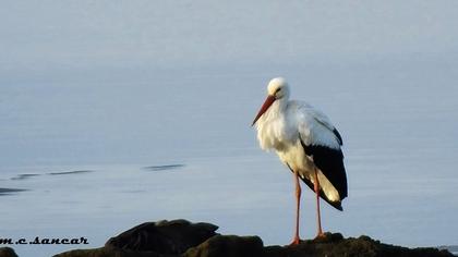White Stork