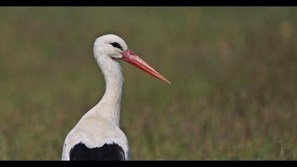 White Stork