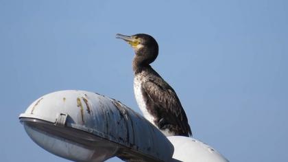 Great Cormorant