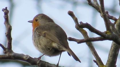 European Robin