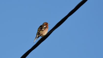 Common Chaffinch