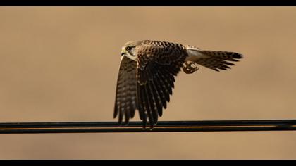 Common Kestrel
