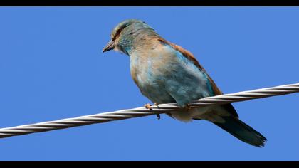 European Roller