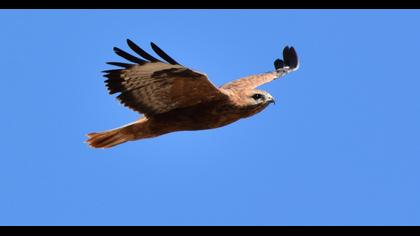 Long-legged Buzzard