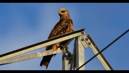Black Kite