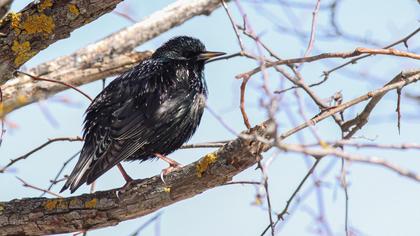 Common Starling