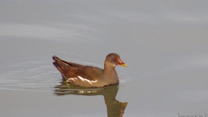 Common Moorhen