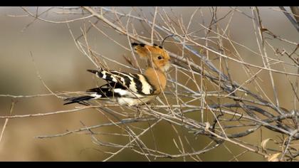 Eurasian Hoopoe